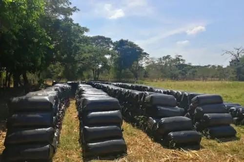 Bolsas para Silo de Maíz