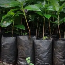 Bolsas para Semilleros