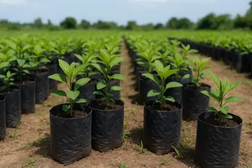 Bolsas para Semilleros