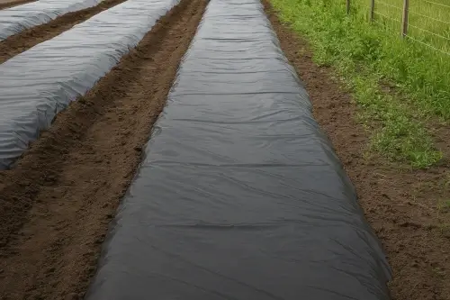 Plástico negro en acolchados agrícolas
